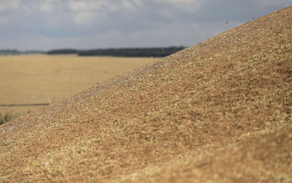Мы достигли увеличения урожайности пшеницы в непростой сезон